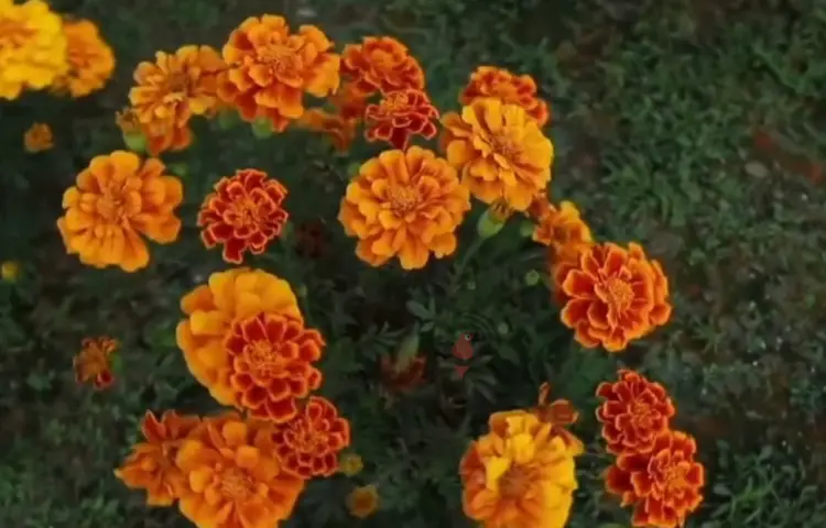 শেষ শ্রদ্ধায় গোলাপ নয়, গাঁদাই কেন