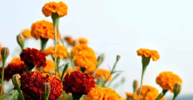 শেষ শ্রদ্ধায় গোলাপ নয়, গাঁদাই কেন