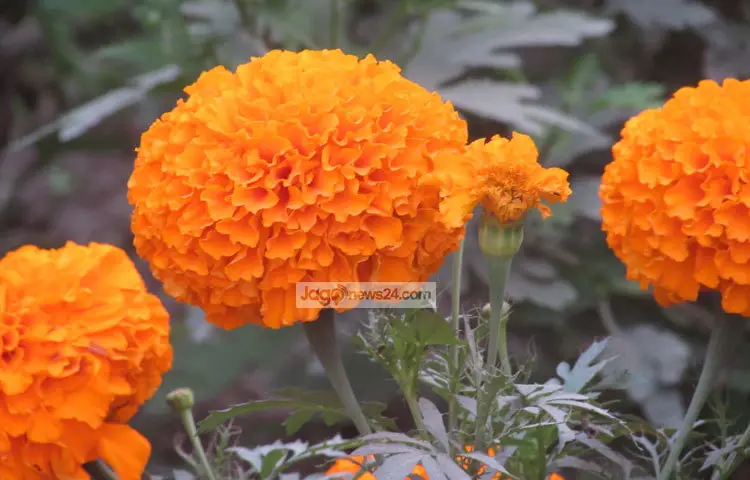 শেষ শ্রদ্ধায় গোলাপ নয়, গাঁদাই কেন