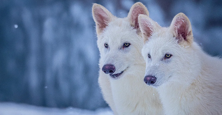 ১২ হাজার বছর আগে বিলুপ্ত ‘ডায়ার উলফ’ ফিরিয়ে আনলেন বিজ্ঞানীরা