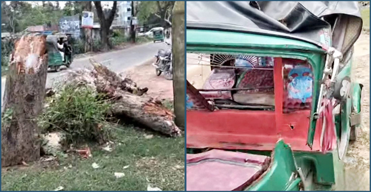 চলন্ত অটোরিকশার ওপর গাছ পড়ে নারীর মৃত্যু, হাসপাতালে স্বামী