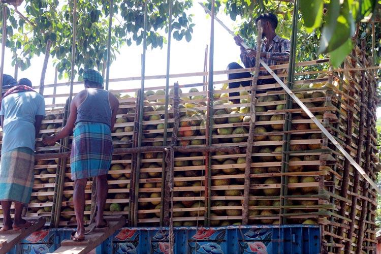 পাহাড়ের জাম্বুরার কদর বাড়ছে সারাদেশে