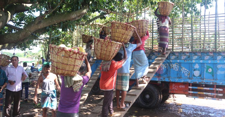পাহাড়ের জাম্বুরার কদর বাড়ছে সারাদেশে