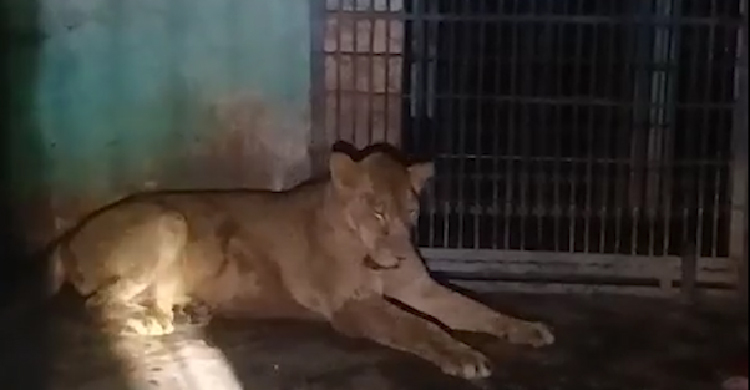 চিড়িয়াখানায় খাঁচা থেকে বেরিয়ে গেল সিংহ, অতঃপর…