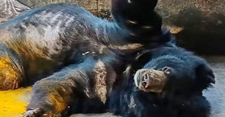 ময়মনসিংহের সেই মিনি চিড়িয়াখানা বন্ধ, যন্ত্রণায় ছটফট করছে ভালুকটি