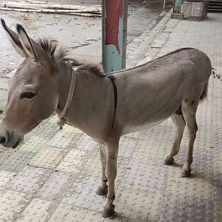 সেই মিনি চিড়িয়াখানা উচ্ছেদ, একই স্থানে হবে ‘কিডস জোন’