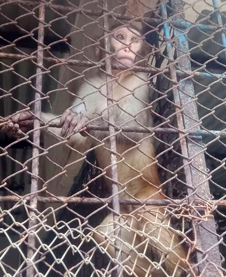 ময়মনসিংহের সেই মিনি চিড়িয়াখানা বন্ধ, যন্ত্রণায় ছটফট করছে ভালুকটি