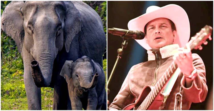 জুবিন স্মরণে হাতির নাম হলো মায়াবিনী