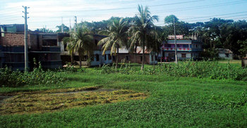 পাঁচ বছরে কমেছে সাড়ে ১০ হাজার হেক্টর আবাদি জমি