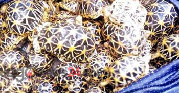 বেনাপোলে বিরল প্রজাতির কচ্ছপ আটক