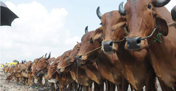 ভারত থেকে পাচারকৃত গরু ও মহিষ আটক