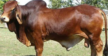 গরু মোটাতাজাকরণে ব্যবহৃত হচ্ছে হরমোন ইনজেকশন