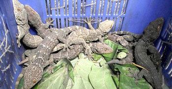  রাঙামাটিতে ৮টি তক্ষকসহ আটক ২