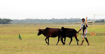 পাবনায় আশঙ্কাজনক হারে কমছে আবাদি জমি