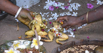 বিরলে ব্যাঙের বিয়ে!