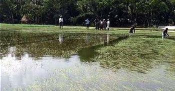 সিরাজগঞ্জে বন্যা পরিস্থিতির অবনতি