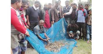 সাতক্ষীরায় মিশ্র পদ্ধতিতে মাছ ও সবজি চাষে সাফল্য