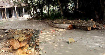 কুড়িগ্রামে মাদ্রাসা সুপারের বিরুদ্ধে গাছ কাটার অভিযোগ