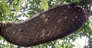 যশোরে মৌমাছির কামড়ে শিক্ষকের মৃত্যু