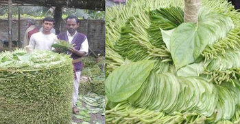 ঝিনাইদহের পান রপ্তানি হচ্ছে বিদেশে
