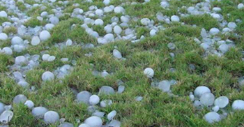 ঝিনাইদহে শিলা বৃষ্টিতে ফসলের ব্যাপক ক্ষতি