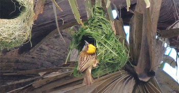 হারিয়ে যেতে বসেছে বাংলার ঐতিহ্যবাহী বাবুই পাখির বাসা