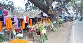 টানা বর্ষণে গদখালীর ফুল চাষিদের মাথায় হাত