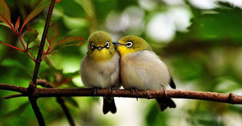 মেহেরপুরে শিকারিদের উৎপাতে হারিয়ে যাচ্ছে পাখি