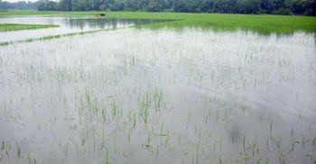 চাঁদপুরে তলিয়ে গেছে ৫৭ হাজার হেক্টর ফসলি জমি