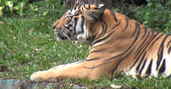 হুমকির মুখে সুন্দরবনের বাঘের অস্তিত্ব