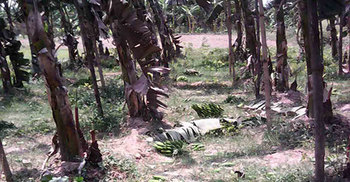 ৩ কৃষকের দেড়শো কলার কাঁদি কর্তন 