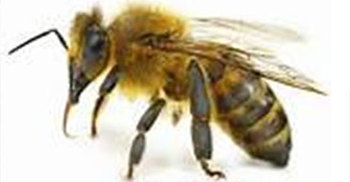 মৌমাছির কামড়ে মৃত্যুশয্যায় কৃষক