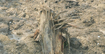 গাছের গুড়ি আছে, গাছ নেই 