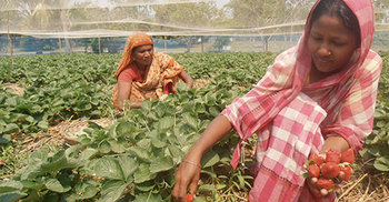 কুড়িগ্রামে স্ট্রবেরি চাষিরা হতাশ, বাজার ব্যবস্থা দুর্বল