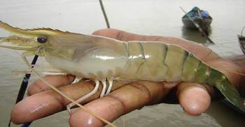 খুলনা অঞ্চলের চিংড়ি চাষিদের মাথায় হাত