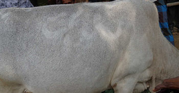 গাভীর শরীরে আল্লাহু লেখা