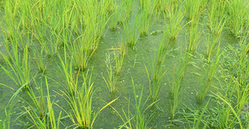 কীটনাশক প্রয়োগে বোরো রোপা গাছে পঁচন