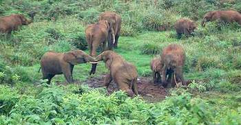 লংগদুতে বন্য হাতির আক্রমনে নিহত ১