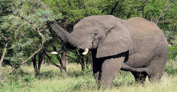 হাতির আক্রমণে বিজিবি সদস্য নিহত