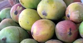 সীমান্ত দিয়ে আসছে ফরমালিনযুক্ত ভারতীয় আম