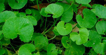 থানকুনি পাতার যত গুণ 