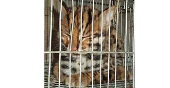 চাঁদপুরে চিতা বাঘের বাচ্চা আটক