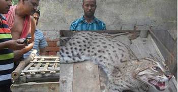 বেনাপোলে ভারতীয় বাঘ আটক