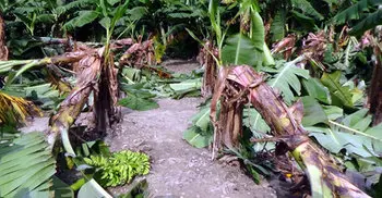 জয়পুরহাটে দেড় বিঘা জমির কলা গাছ কর্তন