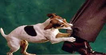 ব্রাহ্মণবাড়িয়ায় পাগলা কুকুরের কামড়ে আহত ২০