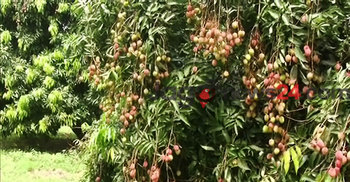 মাগুরায় কয়েক কোটি টাকার লিচু ব্যবসার সম্ভাবনা
