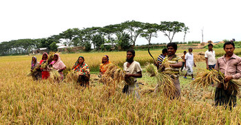 পাবনায় ভূমিহীনদের ধান কাটার মহোৎসব