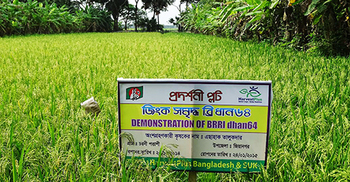 পিরোজপুরে ব্রি-৬৪ ধানের বাম্পার ফলন