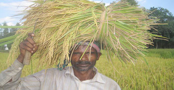 ফলন ভালো হলেও দাম না পেয়ে হতাশ কৃষক