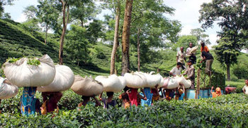 চুনারুঘাটে চা শ্রমিকদের বিভিন্ন দাবিতে কর্মবিরতি